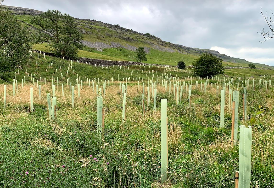 Tree planting at our Ingleton site