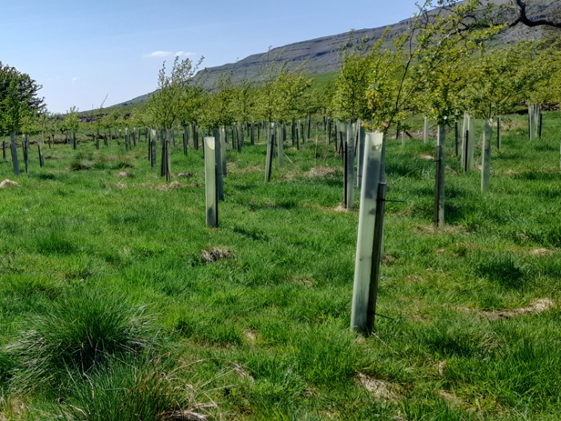BNG in Yorkshire - 3000 tree planted in Ingleton North Yorkshire