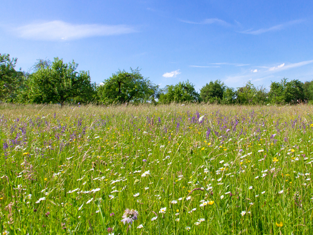 BNG in Yorkshire, Summer Meadow
