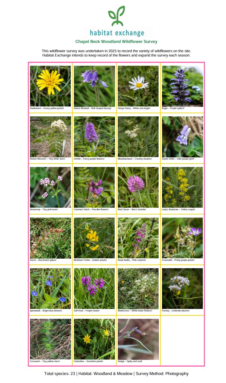 North Yorkshire BNG Wild Flower